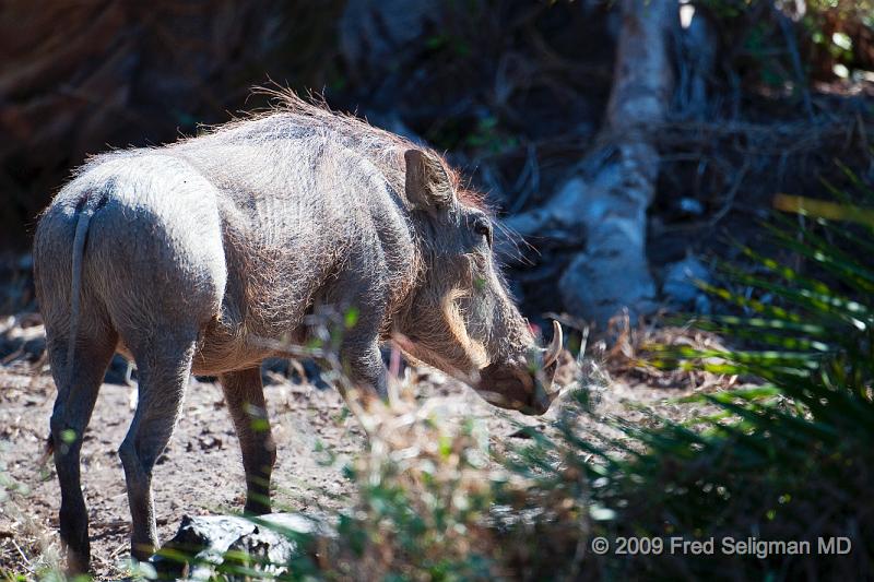 20090613_114229 D300 X1.jpg - The Warthog's diet is omnivorous